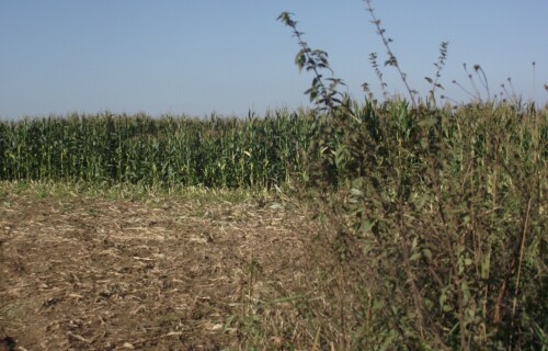 sklizen-kukurice-2013_3.jpg