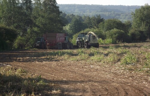 sklizen-kukurice-2013_2.jpg