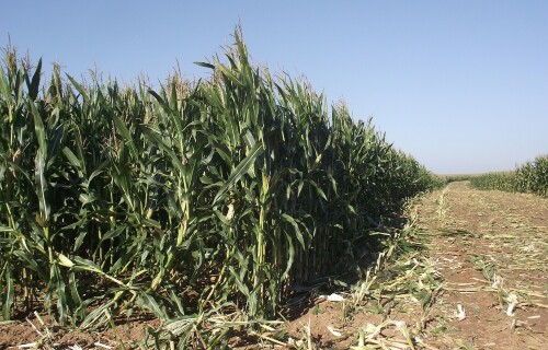 sklizen-kukurice-2013_6.jpg
